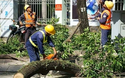 Thành phố Hồ chí Minh: Thay thế gần 2.800 cây xanh hư hại