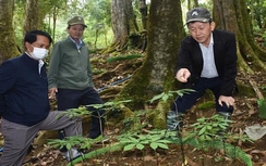 Hội thảo sâm Ngọc Linh: Đòn bẩy nâng tầm “Quốc bảo” Việt Nam