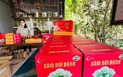 Sâm núi Dành – cây “vàng xanh” của vùng đất Tân Yên