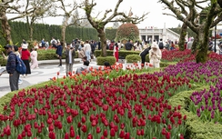 Lần đầu ăn Tết Việt, khách Tây choáng ngợp với độ “chơi lớn” của các khu du lịch 3 miền