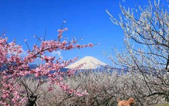 Những địa điểm ngắm hoa mận nở đẹp nhất Nhật Bản vào mùa xuân