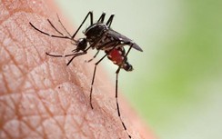 Loại virus bí ẩn lây truyền qua muỗi đốt khiến người phụ nữ tử vong