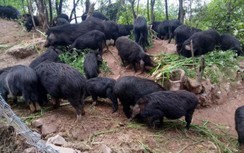 Giống lợn thơm giá 6,5 triệu/kg, người sành ăn ví như nhân sâm động vật