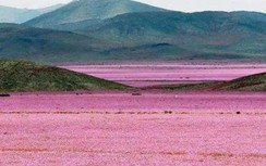 Sa mạc cằn cỗi, hiếm khi mưa nhưng trở thành "biển hoa" chỉ sau một đêm