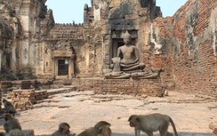 Lạ lùng khu tàn tích cổ trở thành thánh địa loài khỉ, phải luôn cảnh giác khỏi bị khỉ cướp đồ