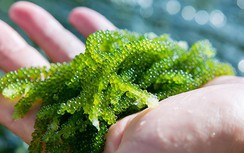 Loại tảo này người Việt ít ai để ý nhưng được ví như “tảo trường thọ”