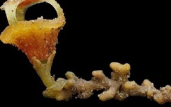 Phát hiện “những chiếc đèn lồng cổ tích” đầy mê hoặc mọc trong rừng nhiệt đới Malaysia