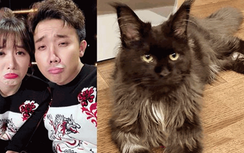 Hari Won ghen với mèo cưng của Trấn Thành