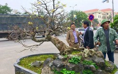 Choáng với cây Mai tiến vua gần trăm tuổi giá 5 tỉ gây xôn xao ở Quảng Bình
