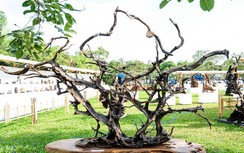 Chiêm ngưỡng những cây bonsai “siêu độc” có giá tiền tỷ