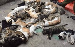 Hàng loạt mèo ở một xã đồng loạt lăn ra chết bất thường