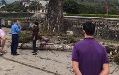 Video: Bị cành cây mục gãy rơi trúng đầu, người đi bộ tử vong tại chỗ