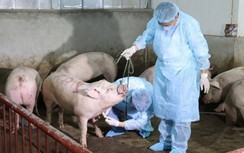 Nguyên nhân, cách phòng chống bệnh dịch tả lợn châu Phi