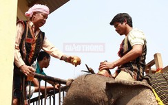Độc đáo nghi thức cúng sức khỏe cho voi của đồng bào Tây Nguyên