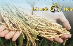 VietinBank cho vay thu mua thóc gạo với lãi suất ưu đãi 6%