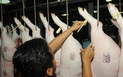 Ngăn chặn dịch tả lợn châu Phi xâm nhập thị trường TP.HCM