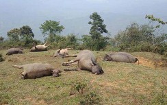 Dân than khóc vì 6 con trâu thả trên đồi bị sét đánh chết ở Lào Cai