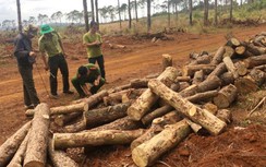 Truy tố chủ tịch xã nhận 350 triệu đồng để... "lâm tặc" phá rừng