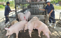 Bộ GTVT yêu cầu phòng chống dịch tả lợn châu Phi tại các đầu mối giao thông
