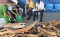 Vụ nhập 9 tấn ngà voi châu Phi: Phó Thủ tướng yêu cầu điều tra mở rộng