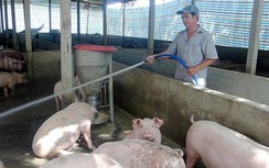 3 địa phương công bố hết dịch tả lợn Châu Phi, thịt lợn quay đầu tăng giá