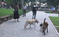 Hà Nội: Chó thả rông, không rọ mõm "tung tăng" khắp chốn công cộng
