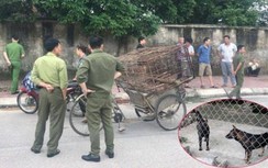 Đàn chó cắn tử vong bé trai 7 tuổi ở Hưng Yên được xử lý thế nào?