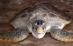 Ngư dân Cà Mau liên tiếp bắt được rùa biển quý hiếm