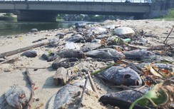 Dòng nước đục đổ ra kênh Phú Lộc, cá chết trắng ngoài cửa xả