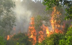 Nghi vấn cố tình đốt rừng gây ra 2 vụ cháy Vườn quốc gia Hoàng Liên