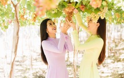 Nắng nóng 36 độ, top 3 Hoa hậu Việt Nam đội nón thăm vườn nho
