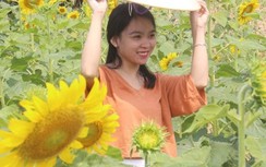 Du khách đội nắng, check in "cánh đồng hoa Mặt trời" ở Huế