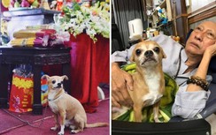 Câu chuyện cảm động về chú chó đội tang trắng trong lễ tang nghệ sĩ Lê Bình