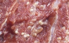 Thực hư 300kg thịt lợn nghi nhiễm sán gạo "suýt" lên bàn ăn của học sinh