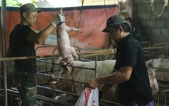 Người dân "dài cổ" chờ tiền hỗ trợ tiêu hủy lợn mắc dịch tả châu Phi