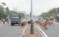 Nguy hiểm gia súc thả rông trên đường giao thông