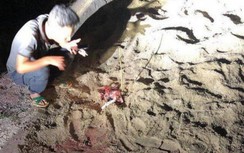 Khởi tố vụ đàn chó nhà chủ trọ cắn tử vong bé 7 tuổi ở Hưng Yên