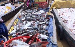 Truy tìm nguyên nhân cá chết hàng loạt ở làng bè sông La Ngà