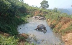 Cả đàn trâu lăn ra chết bất thường trong vũng nước ở Hòa Bình