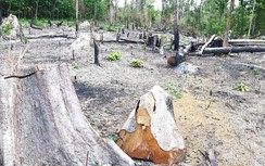 Gia Lai: Tan hoang hàng ngàn hecta rừng ở Đức Cơ