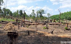 Hơn 2.500 ha rừng phòng hộ Đức Cơ bị tàn phá, có sự bảo kê?