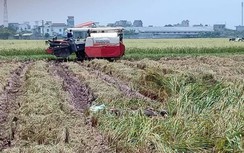 Điều tra nguyên nhân vụ phát hiện thi thể nam giới khi gặt lúa