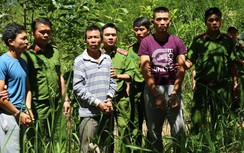 Khởi tố kẻ chủ mưu, thuê người "đầu độc" hơn 10ha rừng thông ở Lâm Đồng