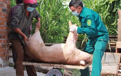 Phát hiện ba "ổ dịch" tả lợn châu Phi, với 116 con lợn nhiễm bệnh ở Đắk Lắk