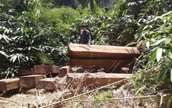 Kon Tum: Phát hiện 80m³ gỗ tập kết ở đường biên giới