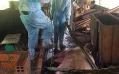 Tiêu hủy 65 tấn lợn nhiễm dịch tả lợn châu Phi ở Cần Thơ