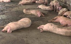 An Giang phát hiện 13 ổ dịch tả lợn châu Phi