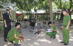 Hàng trăm công an bắt “sới gà” trong ngôi nhà hoang ở Hòa Bình