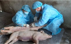 Việt Nam sản xuất vaccine dịch tả lợn châu Phi: Chỉ mới để thí nghiệm