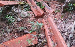 UBKT Tỉnh ủy Quảng Bình kết luận gì về 2 vụ phá rừng vừa qua?